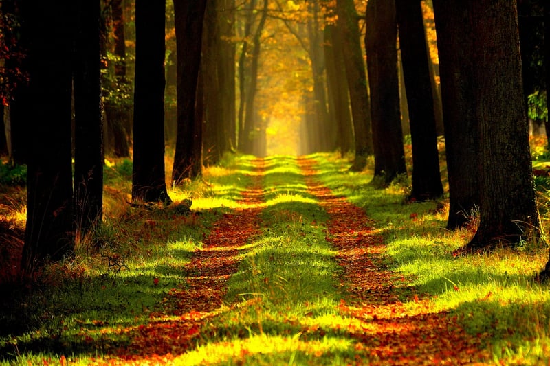 Forest Whispers